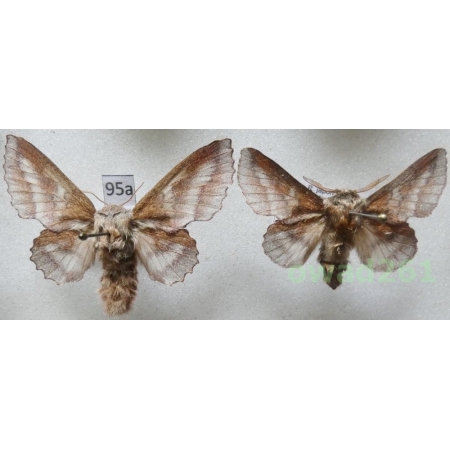 Phyllodesma japonica (Leech, 1888) pair ex. ovo Japan95a
